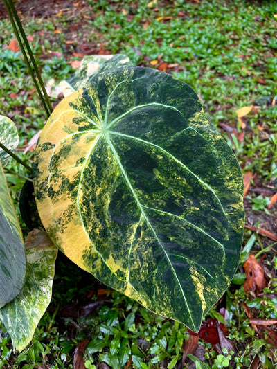 Anthurium Variegated Forgetii Original Clone