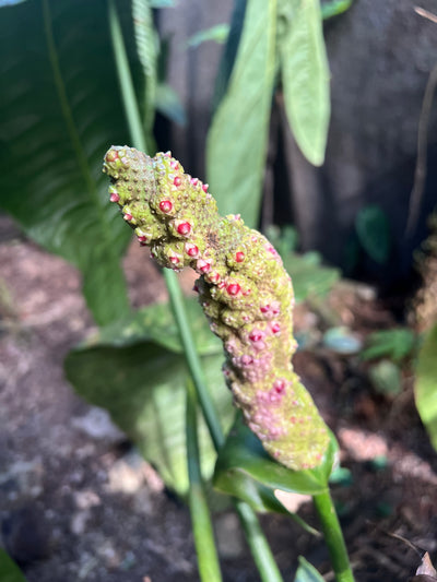 Anthurium veitchii x dark hybrid x4 Seeds