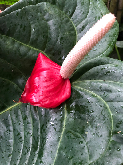 Anthurium veitchii x (veitchii x andreanum) 2 Plants