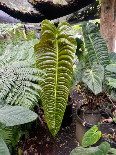 Anthurium Veitchii x Moodeanum Large Plant