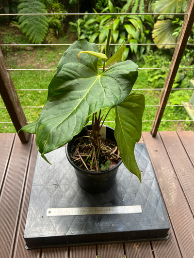 Anthurium Veitchii Hybrid > Large Flowering