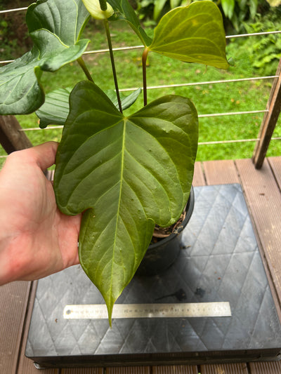 Anthurium Veitchii Hybrid > Large Flowering