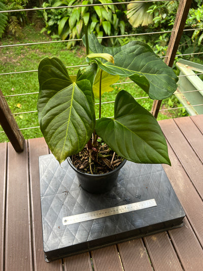 Anthurium Veitchii Hybrid > Large Flowering