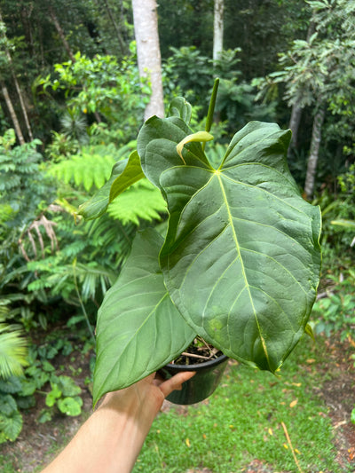 Anthurium Veitchii Hybrid > Large Flowering