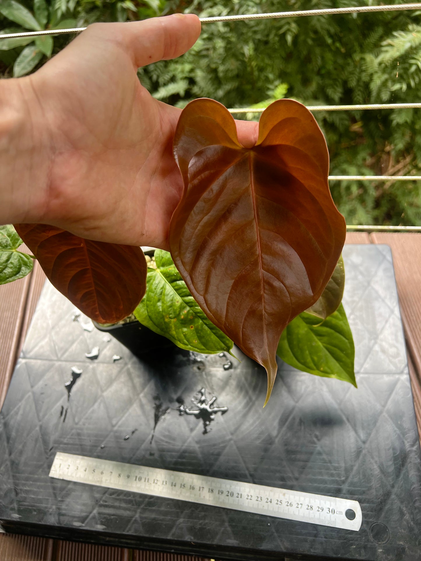Anthurium Veitchii x Moody x2 Plants