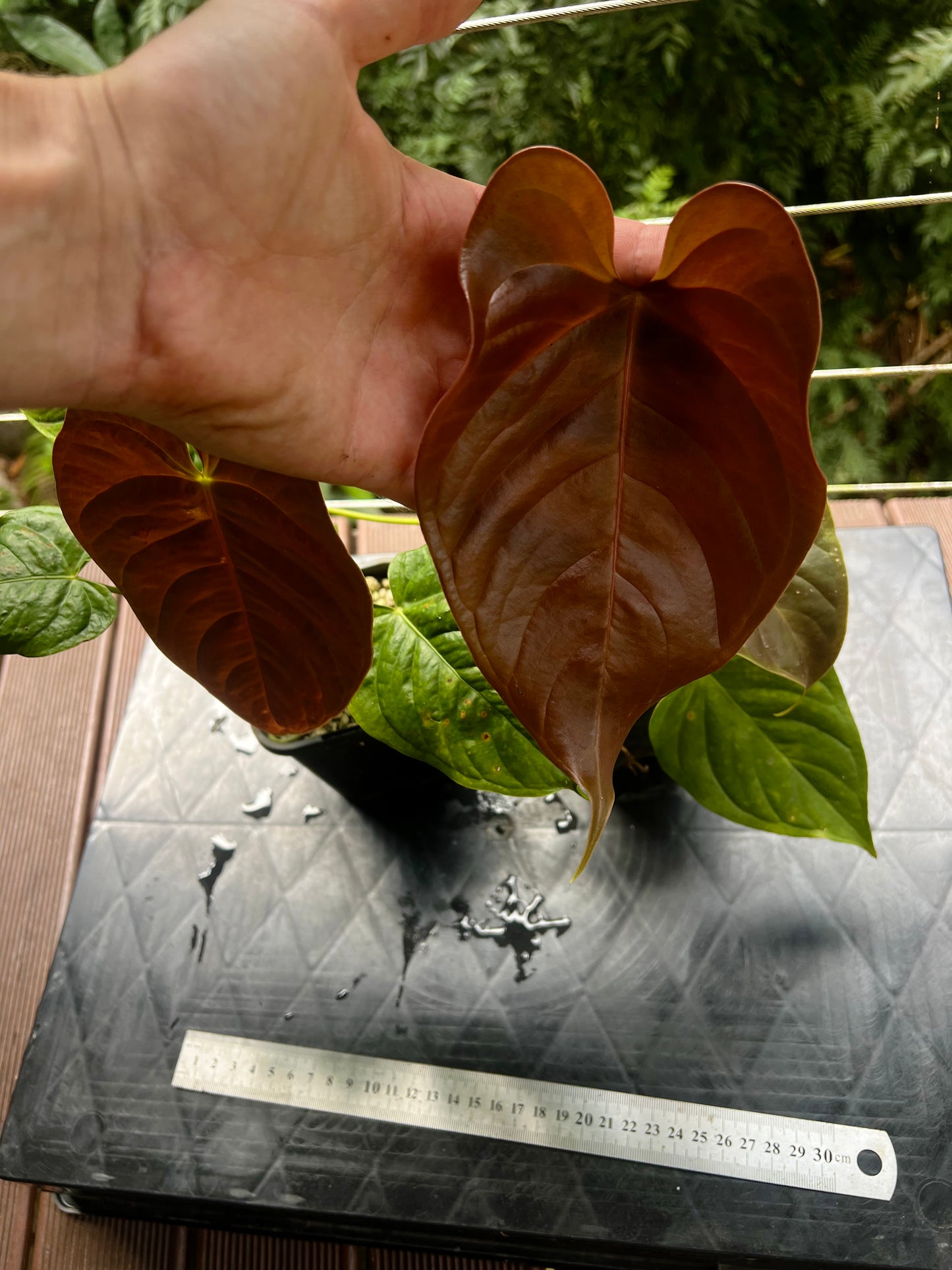 Anthurium Veitchii x Moody x2 Plants