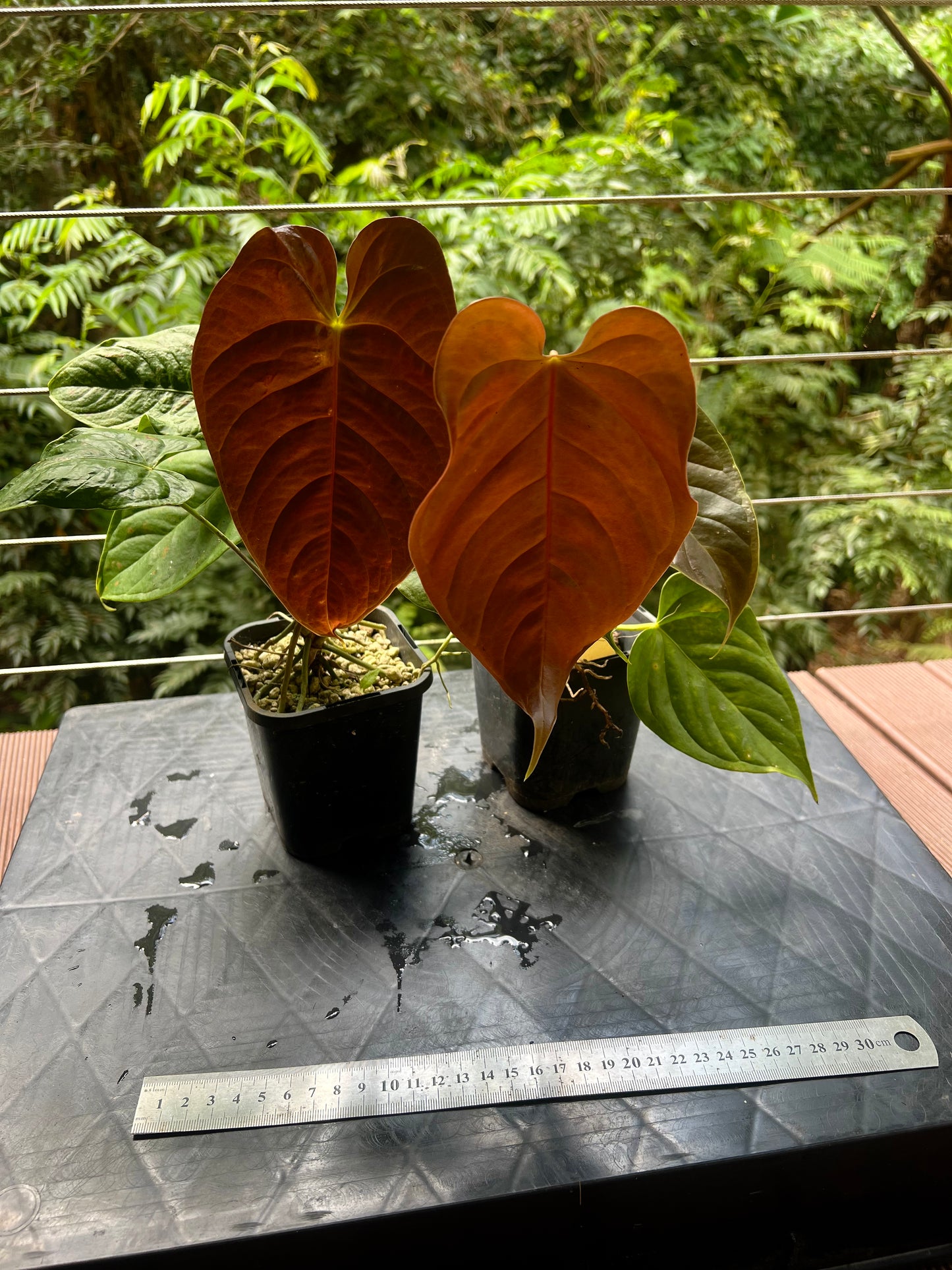 Anthurium Veitchii x Moody x2 Plants