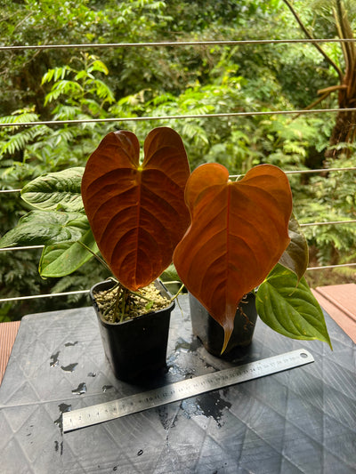 Anthurium Veitchii x Moody x2 Plants