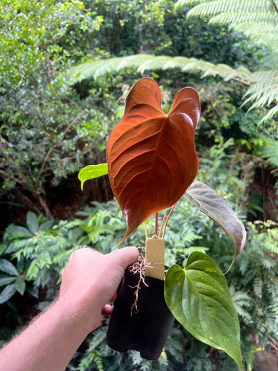 Anthurium Veitchii x Moody x2 Plants