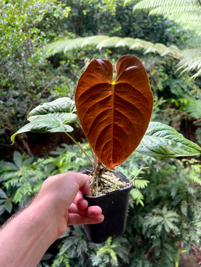 Anthurium Veitchii x Moody x2 Plants