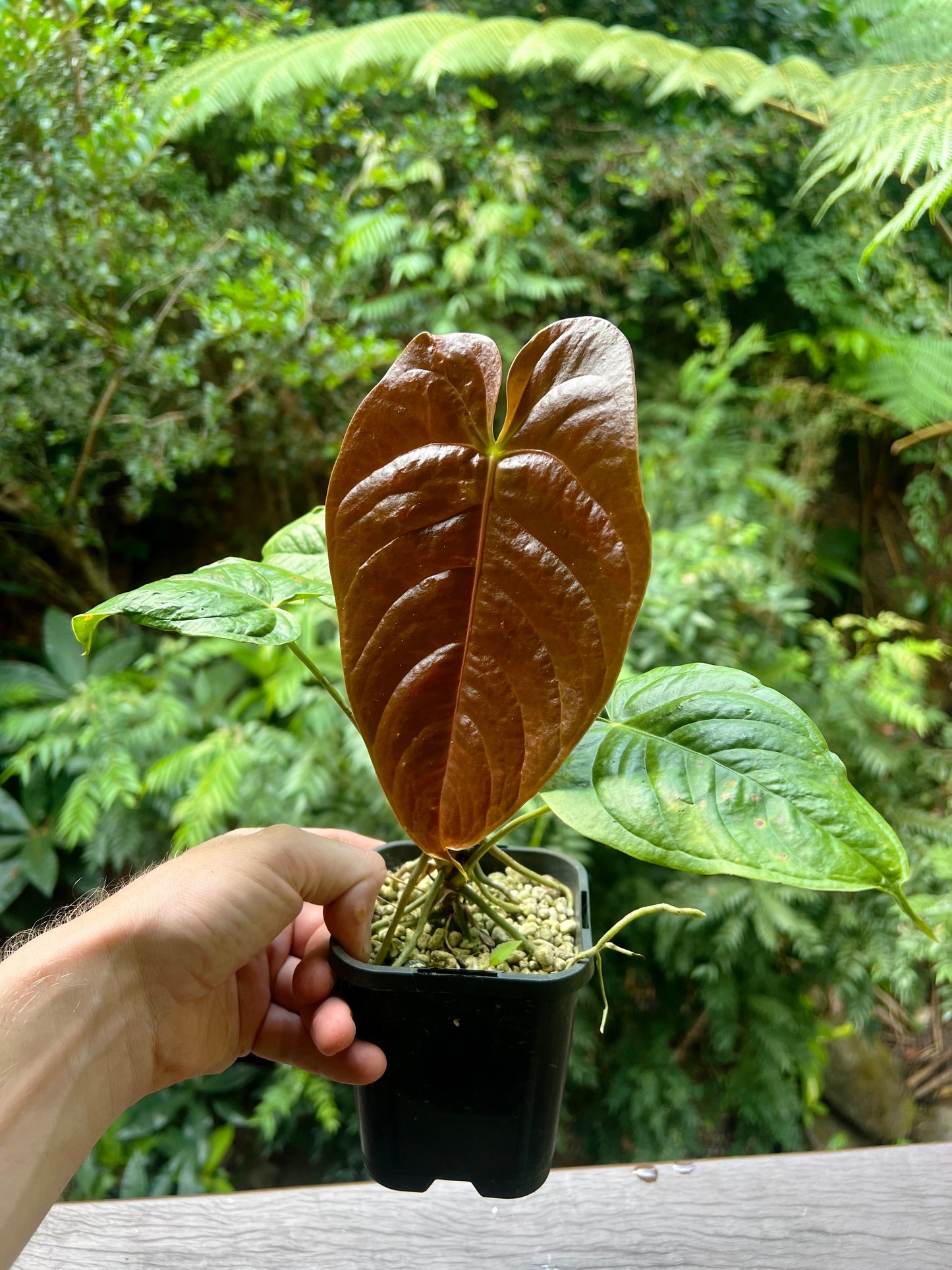 Anthurium Veitchii x Moody x2 Plants