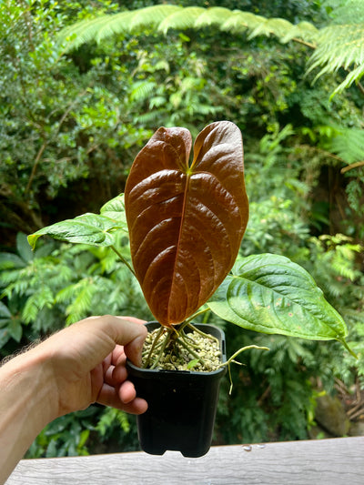 Anthurium Veitchii x Moody x2 Plants