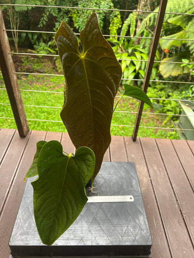 Anthurium Veitchii x Moodeanum Large Plant