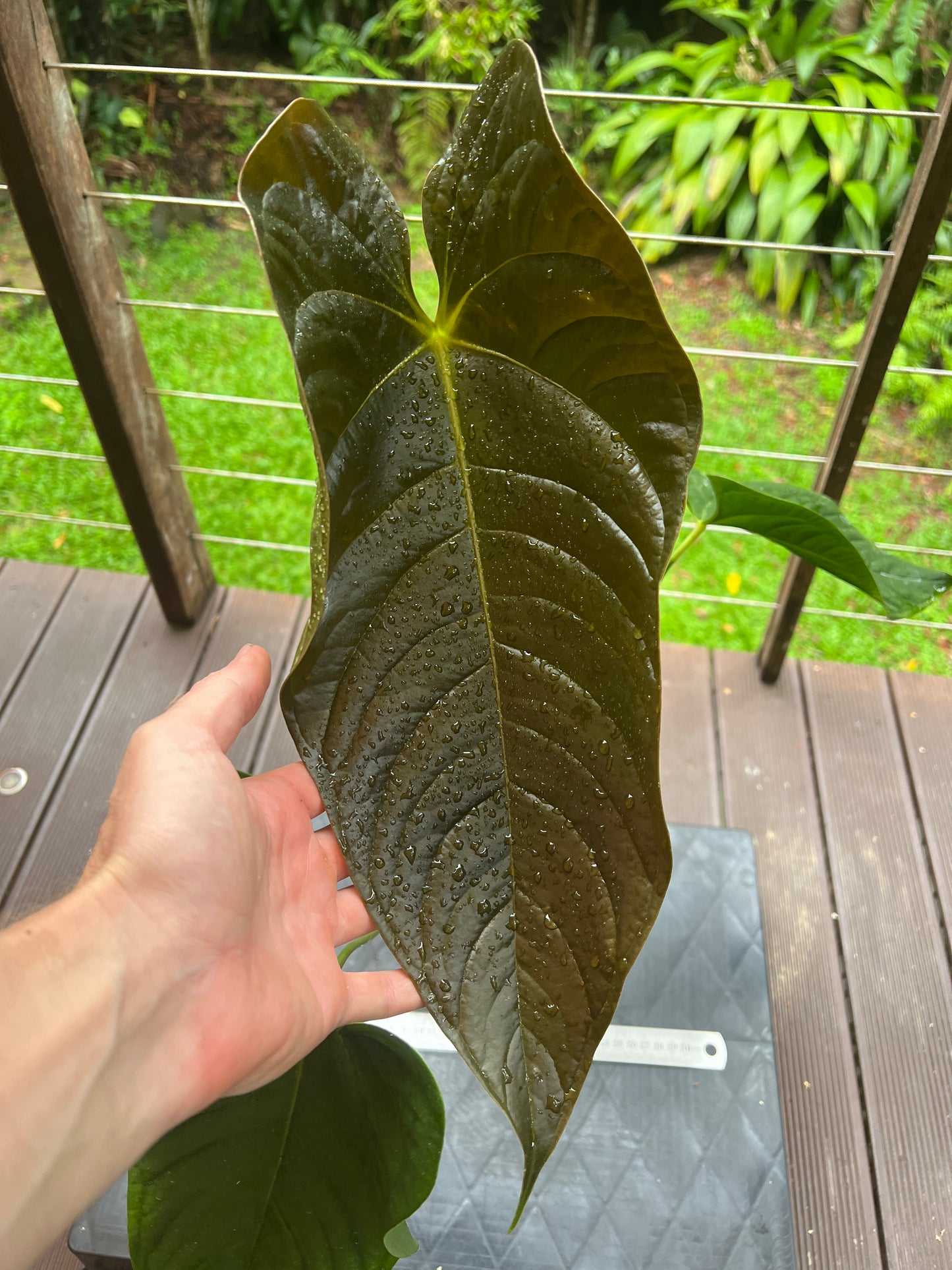 Anthurium Veitchii x Moodeanum Large Plant