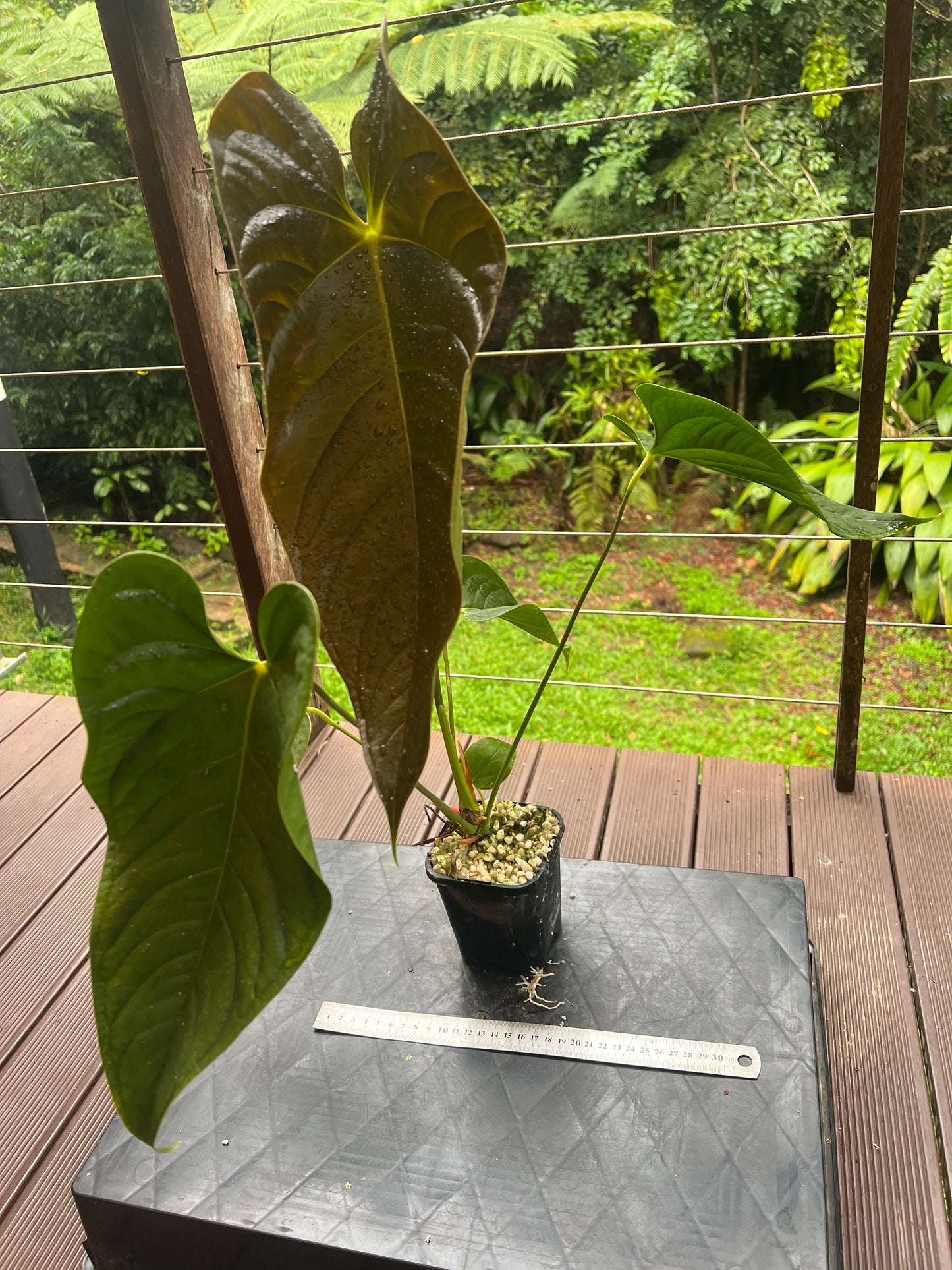 Anthurium Veitchii x Moodeanum Large Plant