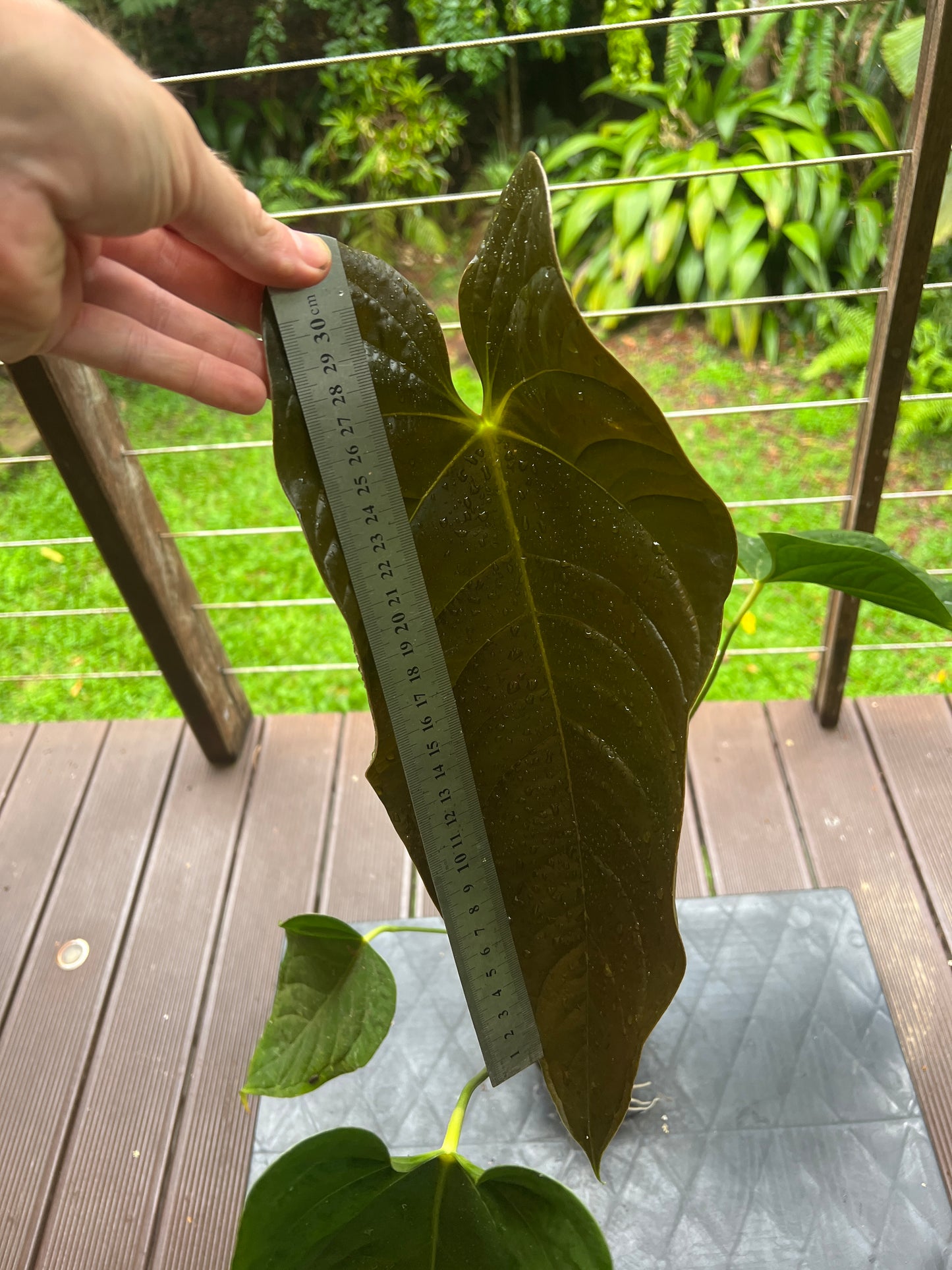 Anthurium Veitchii x Moodeanum Large Plant