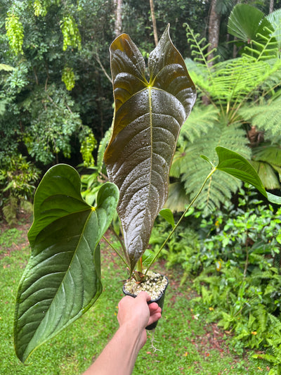 Anthurium Veitchii x Moodeanum Large Plant