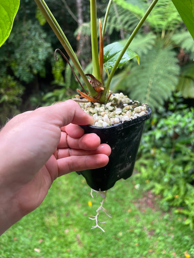 Anthurium Veitchii x Moodeanum Large Plant