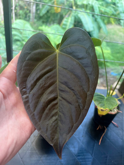 Anthurium veitchii x moody x2 Plants