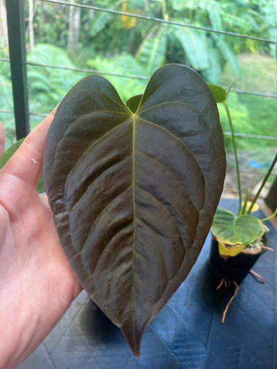 Anthurium veitchii x moody x2 Plants