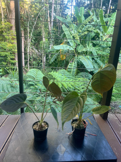Anthurium veitchii x moody x2 Plants