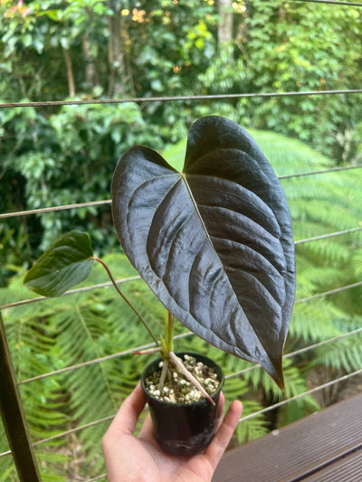 Anthurium veitchii x moody x2 Plants