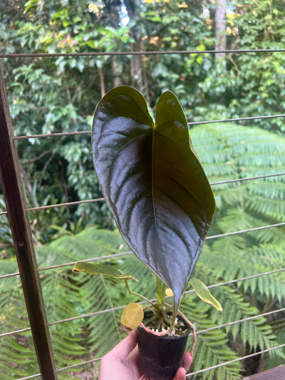 Anthurium veitchii x moody x2 Plants