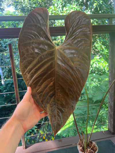 Anthurium veitchii x moody large