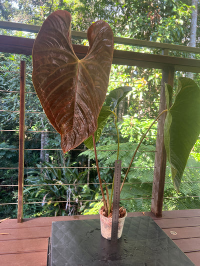 Anthurium veitchii x moody large