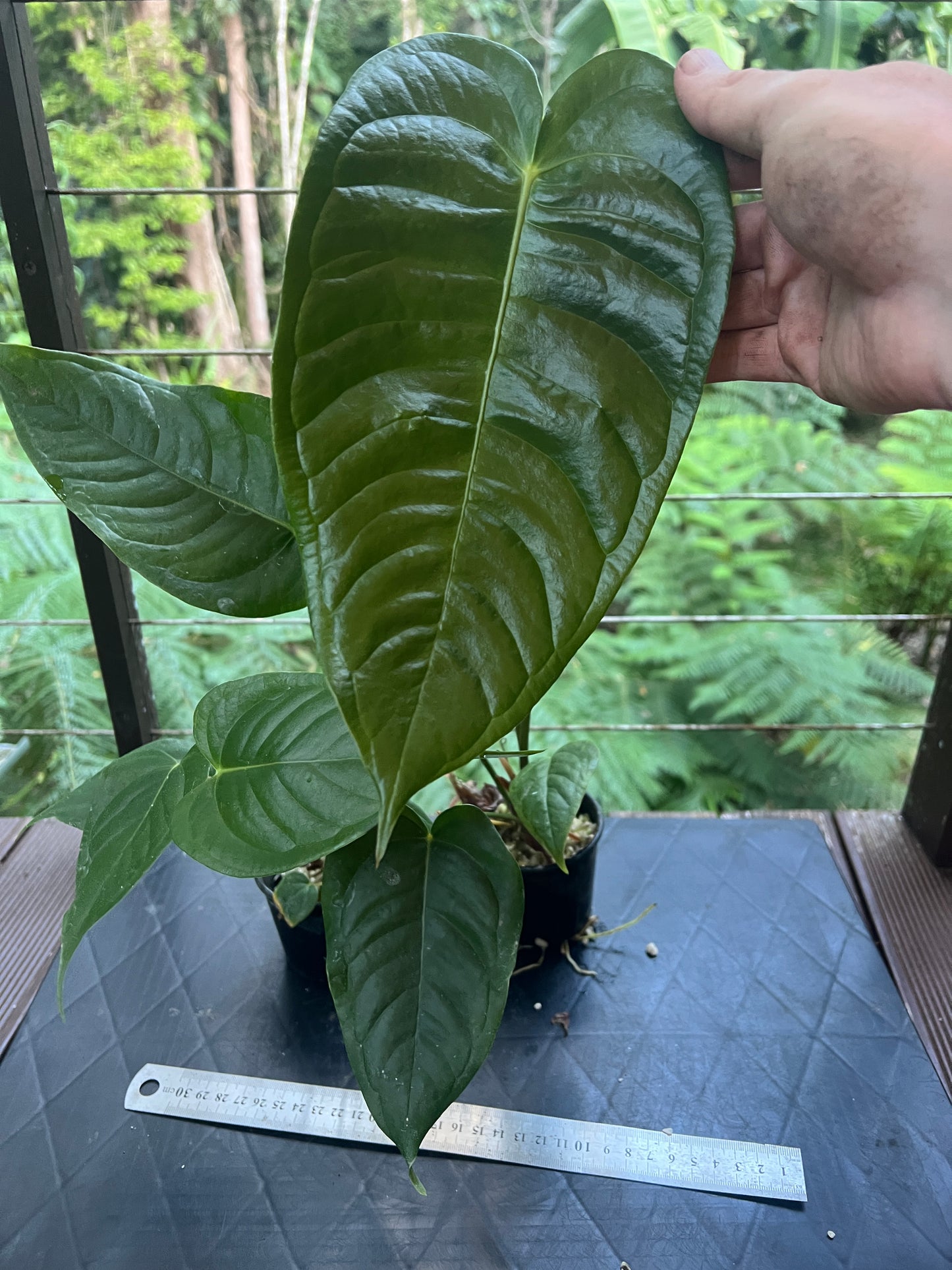 Anthurium veitchii x (veitchii x andreanum) 2 Plants