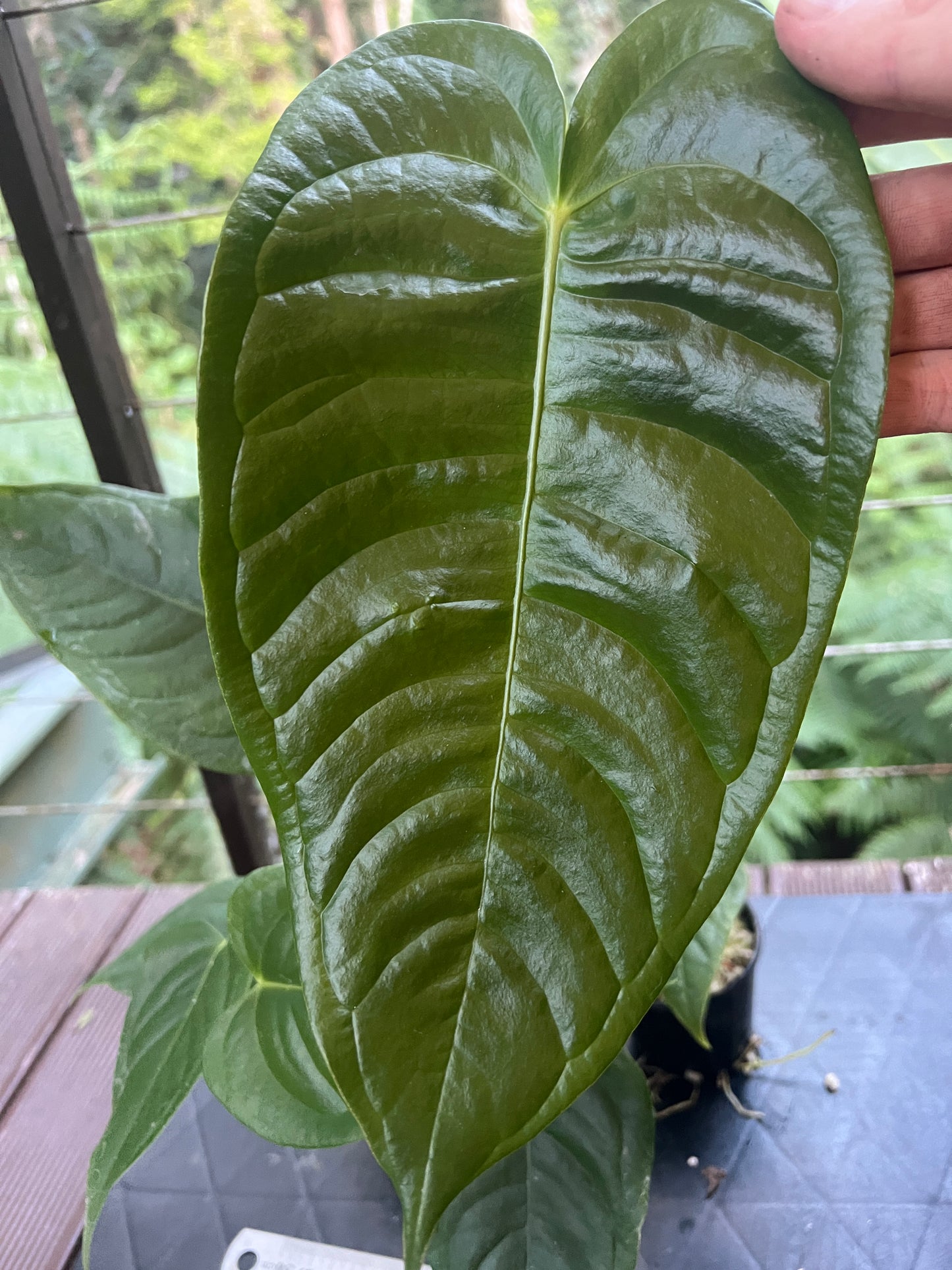 Anthurium veitchii x (veitchii x andreanum) 2 Plants
