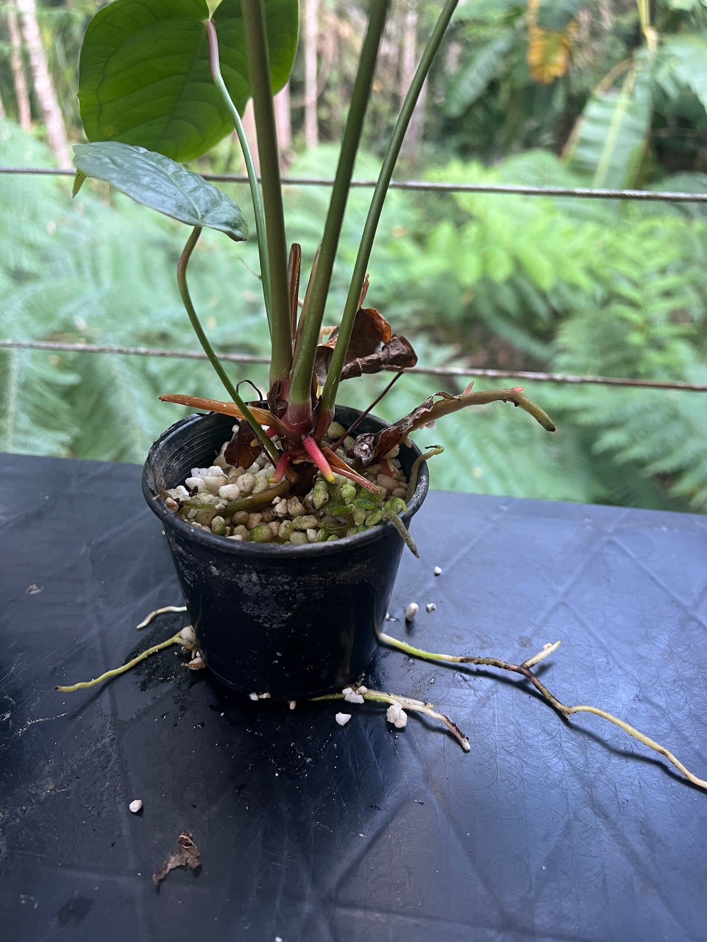Anthurium veitchii x (veitchii x andreanum) 2 Plants