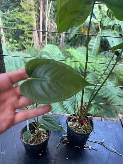 Anthurium veitchii x (veitchii x andreanum) 2 Plants