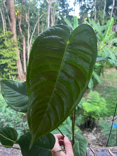 Anthurium veitchii x (veitchii x andreanum) 2 Plants