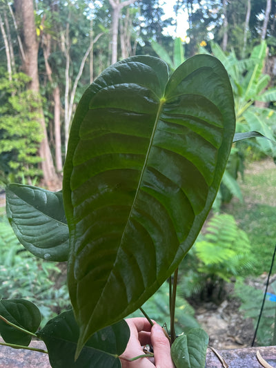 Anthurium veitchii x (veitchii x andreanum) 2 Plants