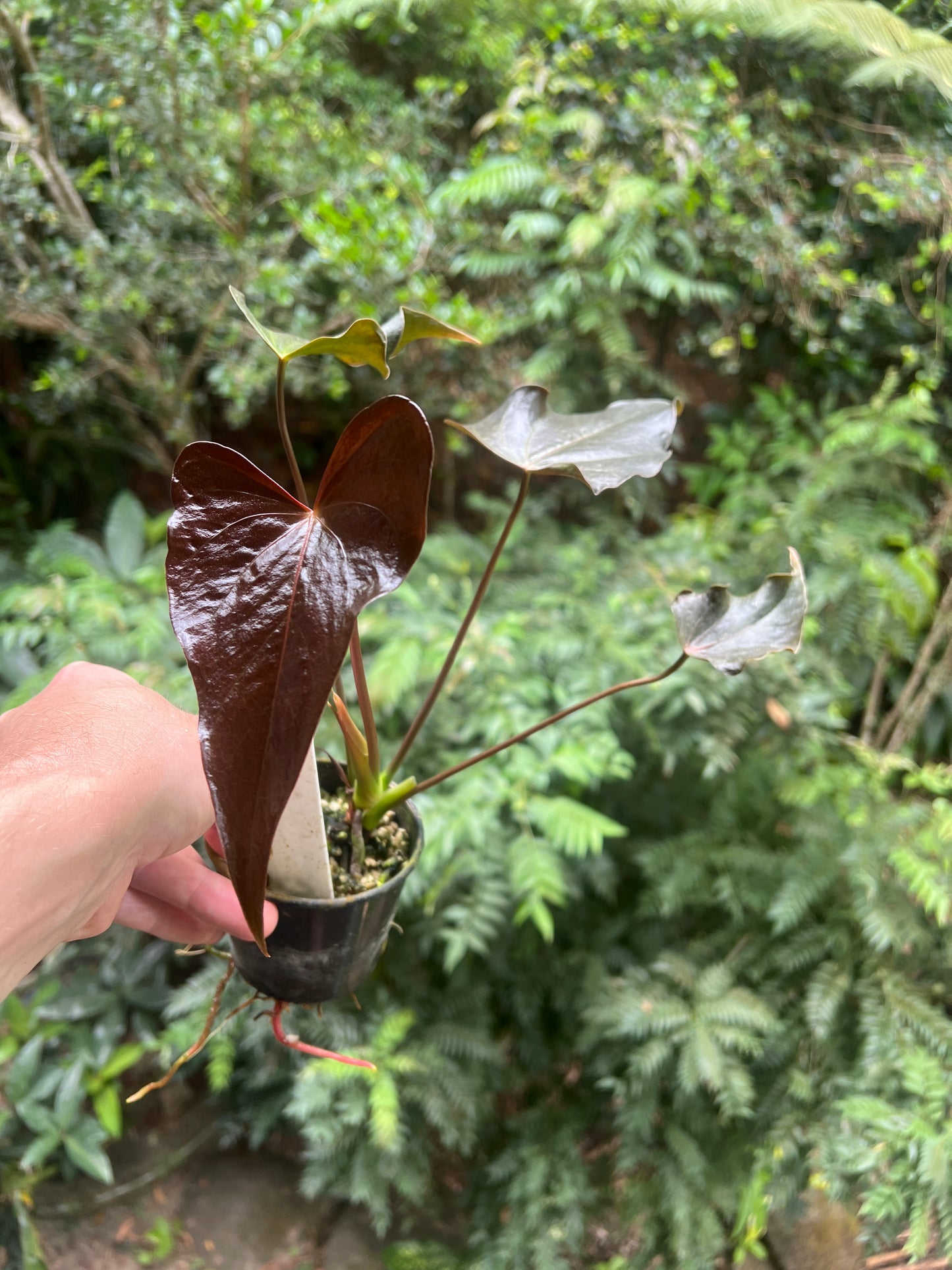 Anthurium Moody Hybrid "Wavy"