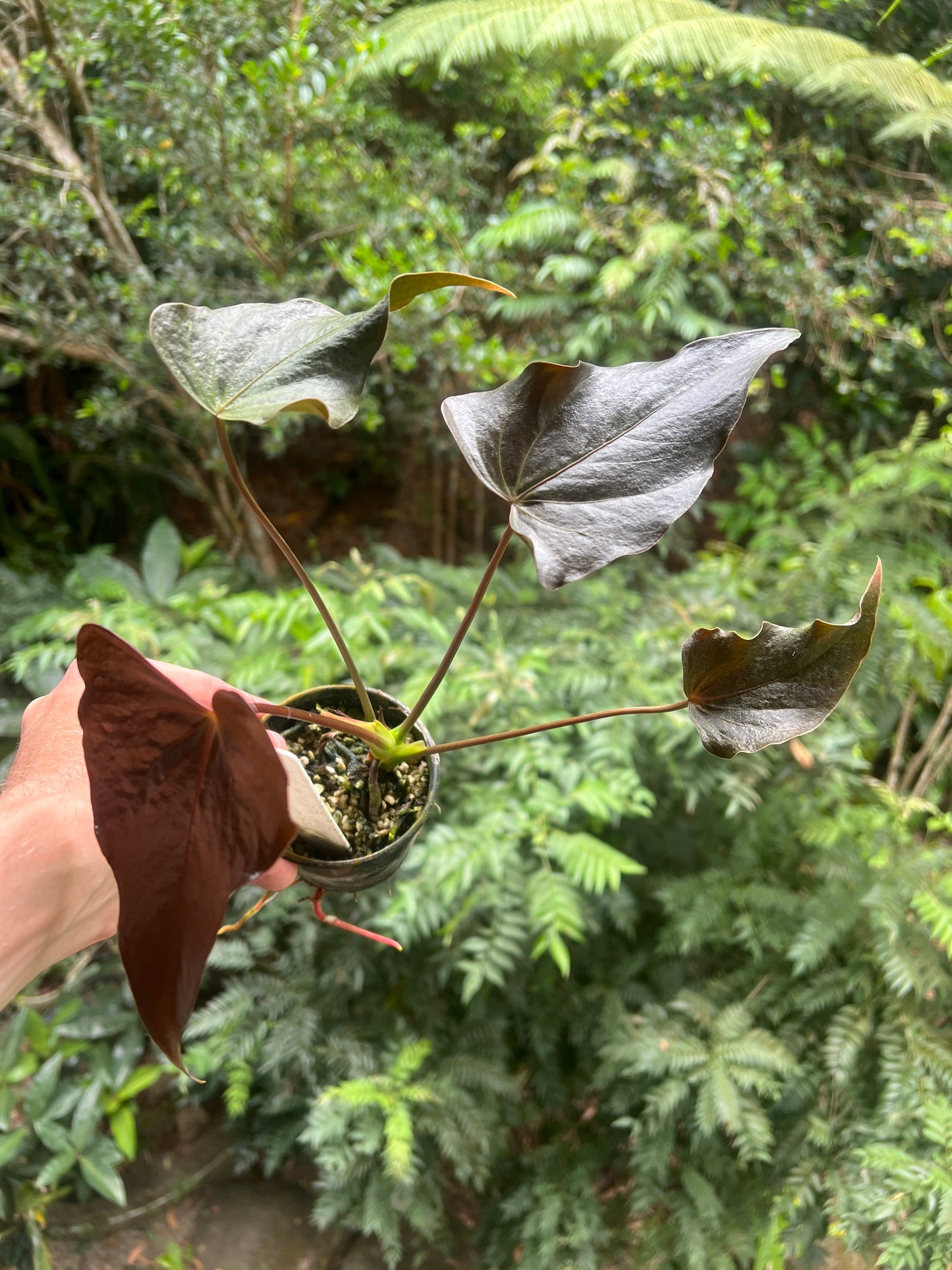 Anthurium Moody Hybrid "Wavy"