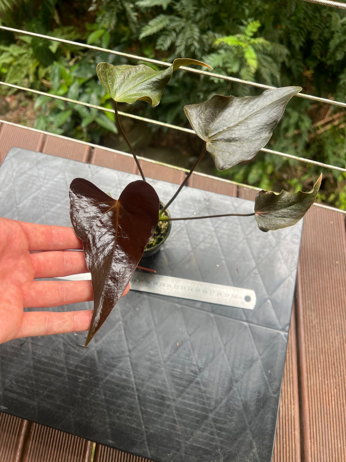 Anthurium Moody Hybrid "Wavy"