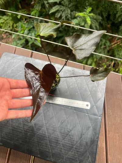 Anthurium Moody Hybrid "Wavy"
