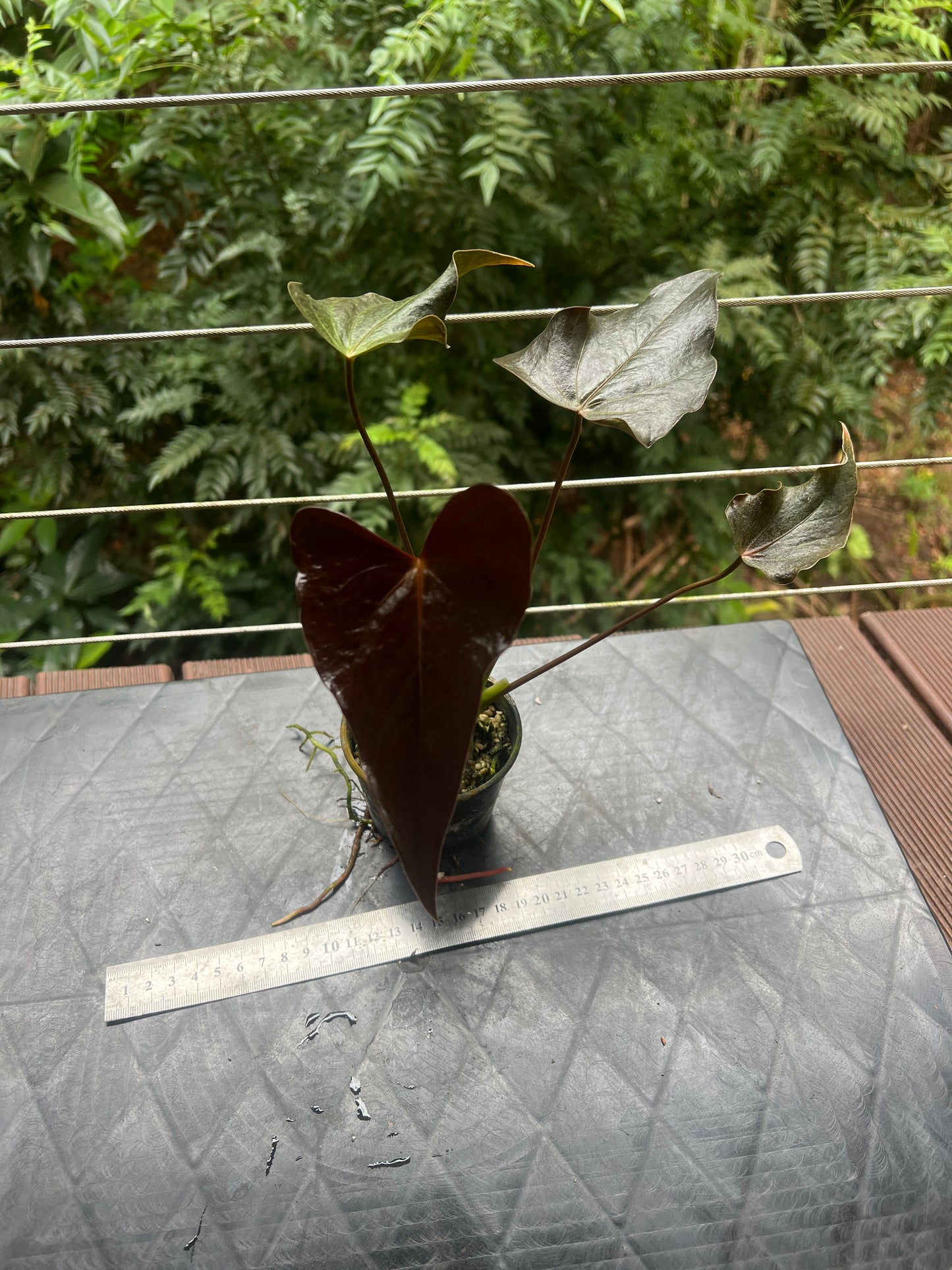 Anthurium Moody Hybrid "Wavy"