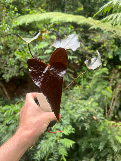 Anthurium Moody Hybrid "Wavy"