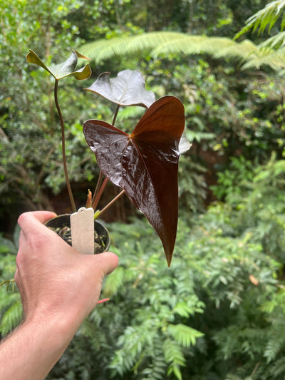 Anthurium Moody Hybrid "Wavy"