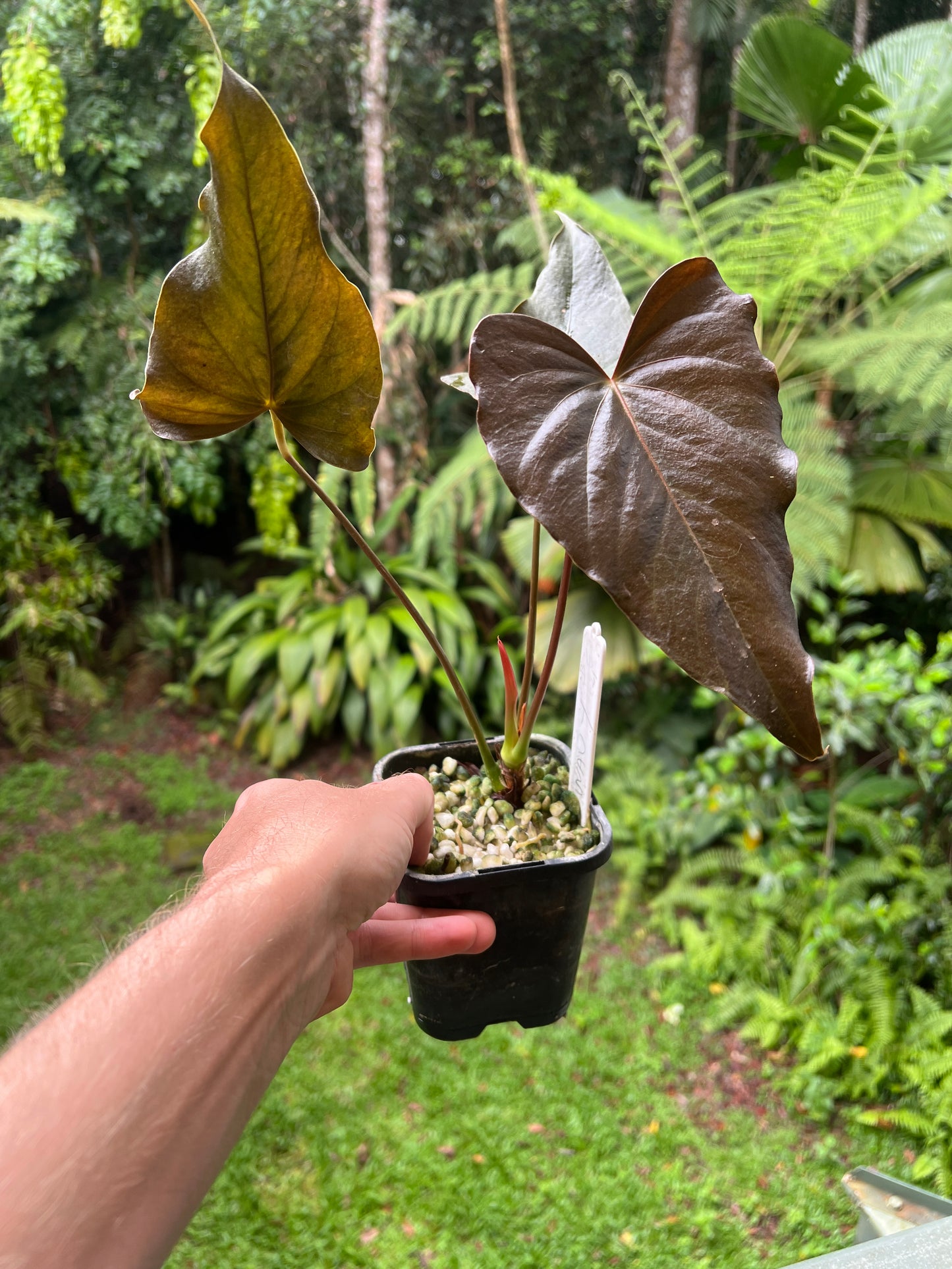 Anthurium Moody Hybrid "Wavy"