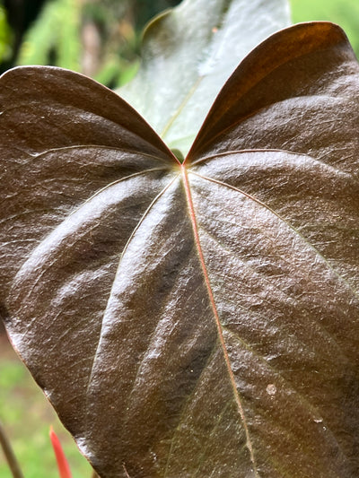 Anthurium Moody Hybrid "Wavy"