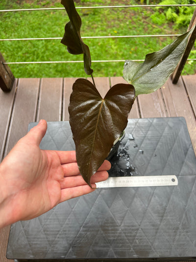 Anthurium Moody Hybrid "Wavy"