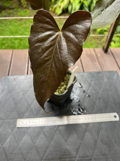 Anthurium Moody Hybrid "Wavy"