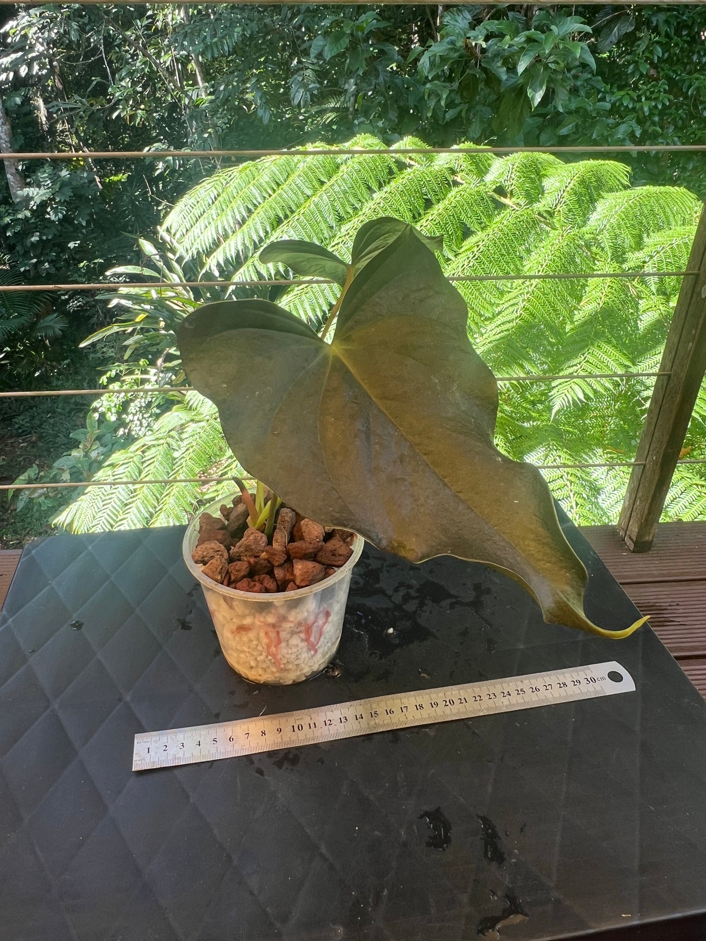 Anthurium Moody Hybrid "Wavy"