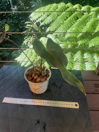 Anthurium Moody Hybrid "Wavy"