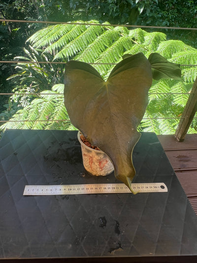 Anthurium Moody Hybrid "Wavy"