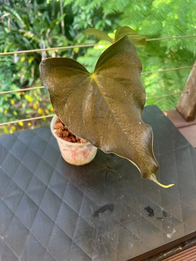 Anthurium Moody Hybrid "Wavy"